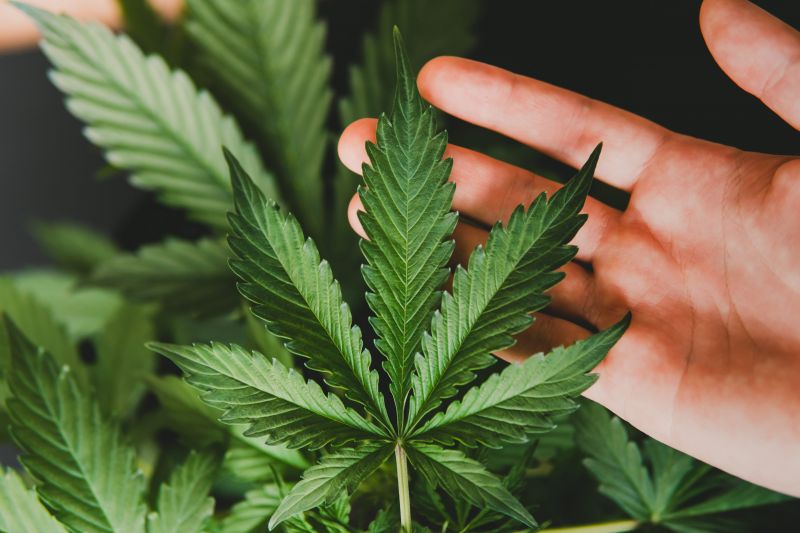 Fleurs de CBD : tout savoir sur la consommation