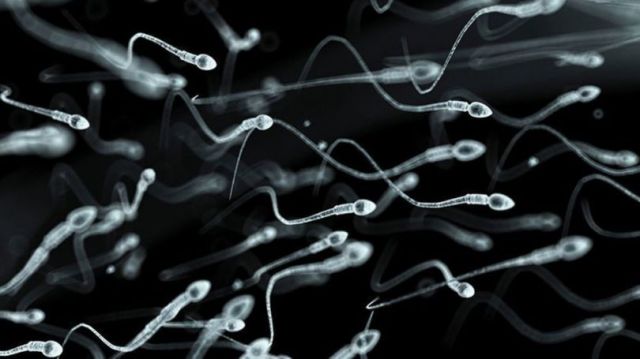 Améliorer la qualité des spermatozoïdes